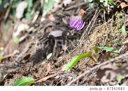 陽当たりの良い林に咲くカタクリのピンクの花 87342683