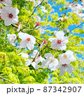 春爛漫満開の桜と若葉の翠萌える 87342907
