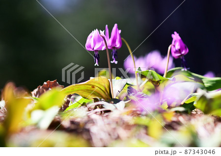 陽当たりの良い林に咲くカタクリのピンクの花 陽当たりの良い林に咲くカタクリのピンクの花 87343046