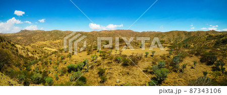 Landscape of Filfil national park with Euphorbia candelabrum succulent plants , Eritrea Landscape of Filfil national park with Euphorbia candelabrum succulent plants , Eritrea 87343106