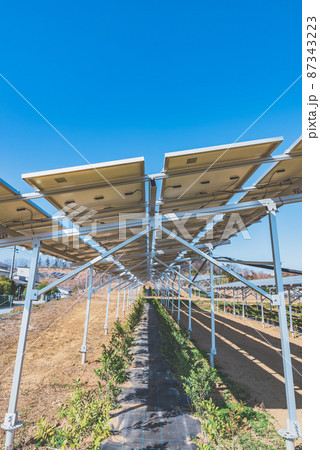 ソーラーパネルと榊の木　縦構図　埼玉県美里町 87343223