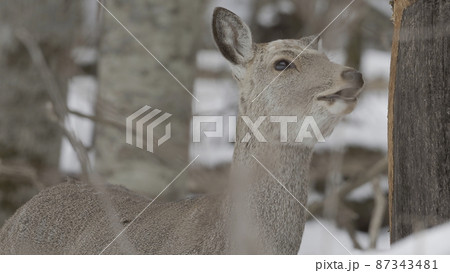 冬林の樹皮をかじるエゾシカ 87343481