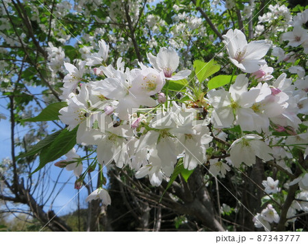 山桜 山桜 87343777