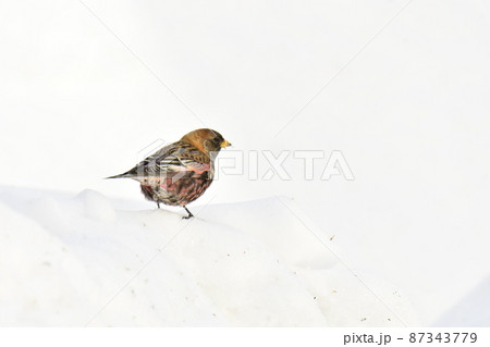 雪の上にとまる赤い小鳥 87343779