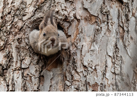巣穴から顔を出すエゾリスのお母さん 巣穴から顔を出すエゾリスのお母さん 87344113