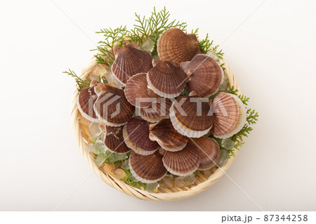 ホタテの稚貝 87344258