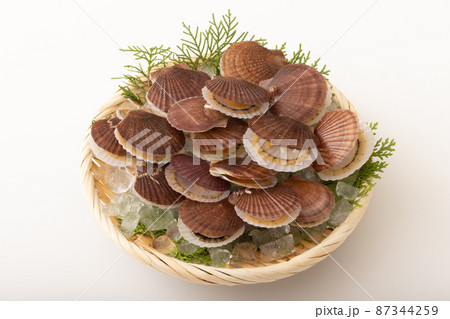 ホタテの稚貝 87344259