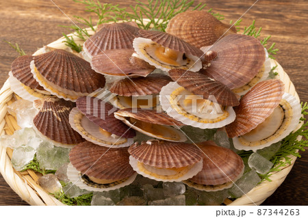 ホタテの稚貝 87344263