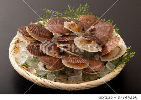 ホタテの稚貝 87344266