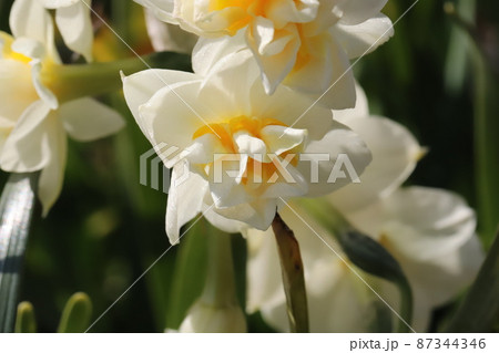 日本の冬の庭に咲く八重咲きのフサザキスイセンの白と黄色の複色の花 87344346