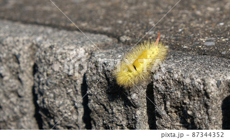 毛虫リンゴドクガの幼虫黄色い美しい昆虫 87344352