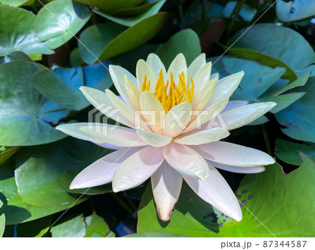 Lotus flower (Lotus or Nelumbo) Lotus flower (Lotus or Nelumbo) 87344587