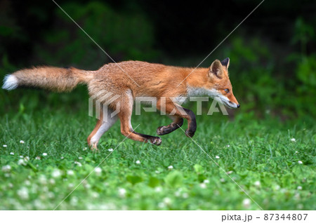 森で遊ぶキタキツネの子供 87344807