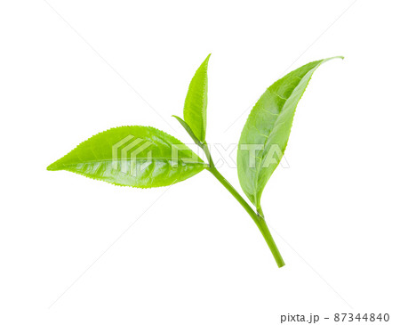 tea leaf isolated on white tea leaf isolated on white 87344840