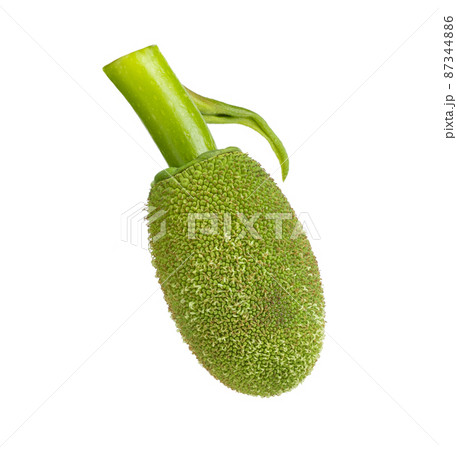 Young jackfruit isolated on white Young jackfruit isolated on white 87344886