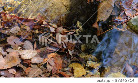 ナガレタゴガエル 87345714