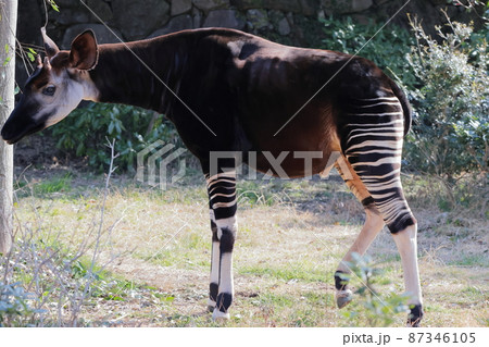 オカピ オカピ 87346105