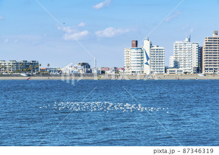【神奈川県】江ノ島の海に群れるカモメ 87346319