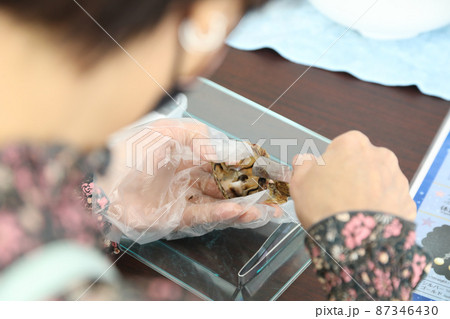 アヤコ貝から真珠の取り出しからアクセサリー製作 アヤコ貝から真珠の取り出しからアクセサリー製作 87346430