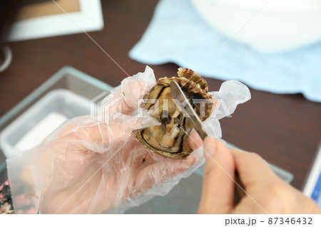 アヤコ貝から真珠の取り出しからアクセサリー製作 アヤコ貝から真珠の取り出しからアクセサリー製作 87346432