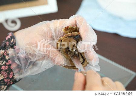 アヤコ貝から真珠の取り出しからアクセサリー製作 アヤコ貝から真珠の取り出しからアクセサリー製作 87346434