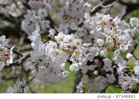 桜 87346863