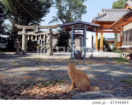 熊本県　足手荒神（甲斐神社）と猫 87346864