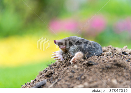 Mole, Talpa europaea, making mole hill and damaging beautiful lawn and flower garden. 87347016