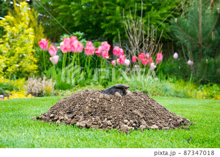 European mole (Talpa europaea) destroying lawn with its mole hills and underground tunnels 87347018