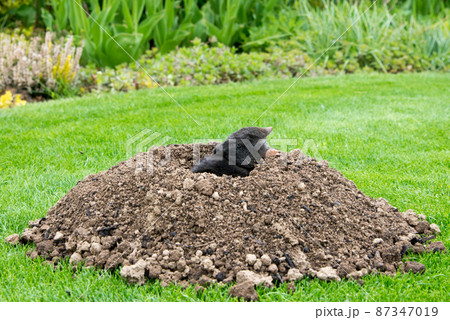 European mole (Talpa europaea) destroying lawn with its mole hills and underground tunnels 87347019