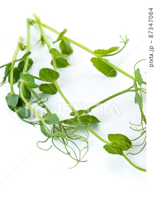 young pea plant grown as micro green, isolated on white 87347064