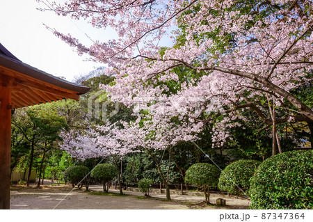 境内の桜　博多の住吉神社（福岡県福岡市博多） 87347364