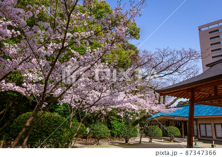 境内の桜 博多の住吉神社(福岡県福岡市博多) 境内の桜 博多の住吉神社(福岡県福岡市博多) 87347366