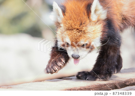 レッサーパンダ 87348339