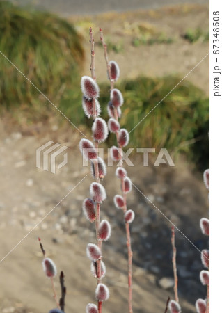 冬の野原に咲くネコヤナギの赤い花穂 87348608