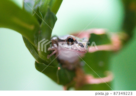 葉っぱの上のニホンアマガエル 87349223