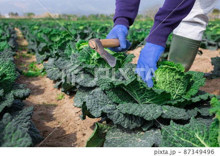 Closeup of farmer hands harvesting fresh cabbage Closeup of farmer hands harvesting fresh cabbage 87349496
