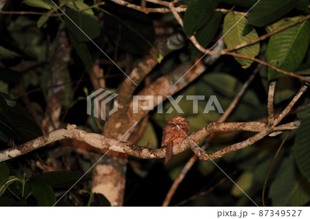 Sunda Frogmouth(スンダガマグチヨタカ) Sunda Frogmouth(スンダガマグチヨタカ) 87349527