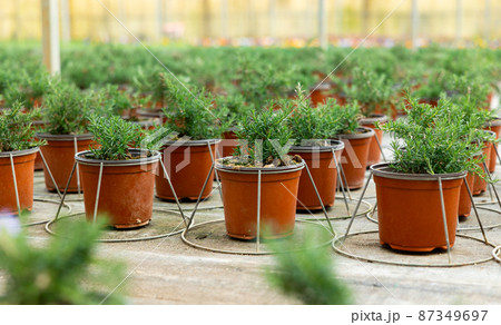 Rows of rosemary growing in pots Rows of rosemary growing in pots 87349697