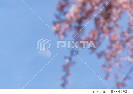 桜の花が満開で春爛漫 87349985