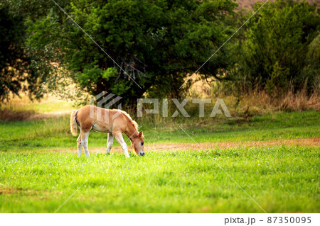 cute foal on the pasture in the evening 87350095