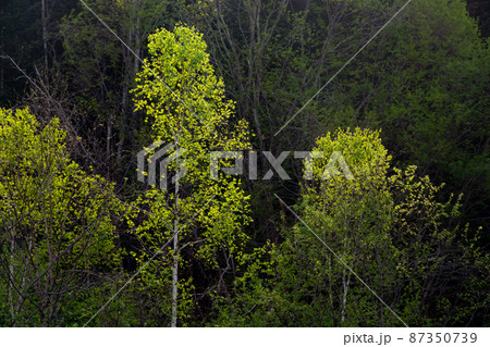 輝く新緑のシラカバの木 輝く新緑のシラカバの木 87350739