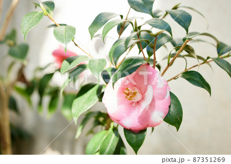 植物園で咲いている日本椿 植物園で咲いている日本椿 87351269