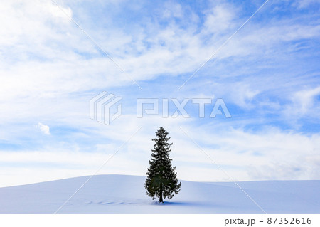 【北海道美瑛町】青空と雲とクリスマスツリーの木 87352616