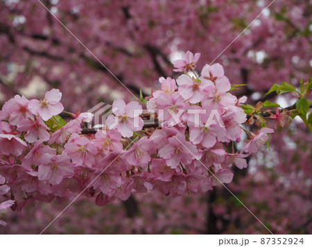 淀水路の河津桜 淀水路の河津桜 87352924