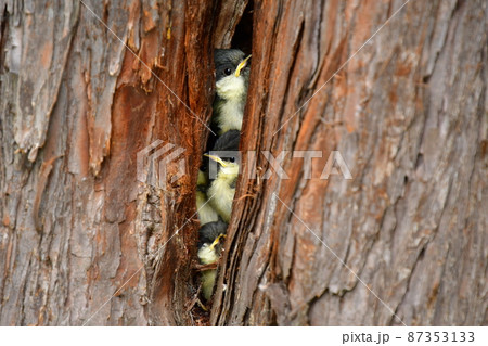 シジュウカラ　ヒナ　ムロの巣から顔を出す 87353133