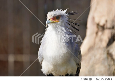 かっこいい鳥（鷲） 87353503