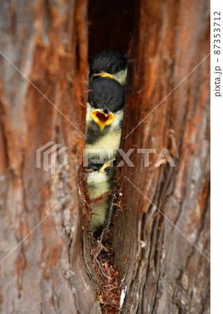 シジュウカラ ヒナの兄弟 ムロの巣の中 きつい団子状態 シジュウカラ ヒナの兄弟 ムロの巣の中 きつい団子状態 87353712