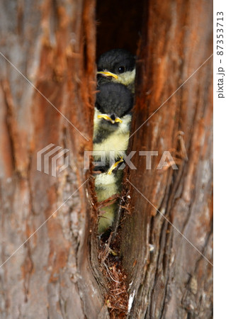 シジュウカラ ヒナ ムロの巣の中 三兄弟 重なる シジュウカラ ヒナ ムロの巣の中 三兄弟 重なる 87353713