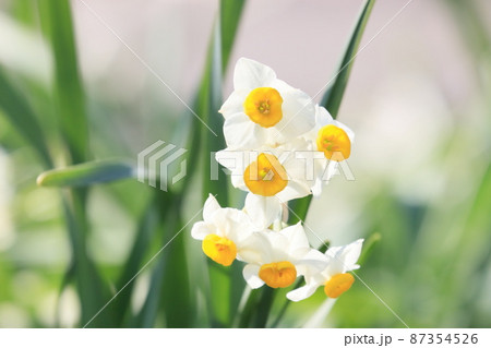 水仙　スイセン　すいせんの花　早春の水仙の花 87354526